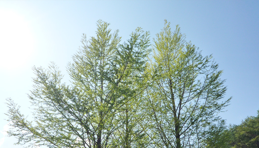 グリーンテージ駐車場の木の写真